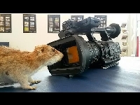 Fare Yemi İlaç Hazırlama Formülü