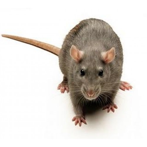 Limon Sıçanı Zararlısı