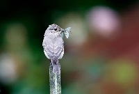 Tarımda Zararlı Kuşlar Nelerdir? Tarımda Zararlı Kuşlar Nelerdir?
