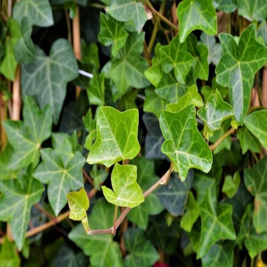 Kaya Sarmaşığı Bitkisi