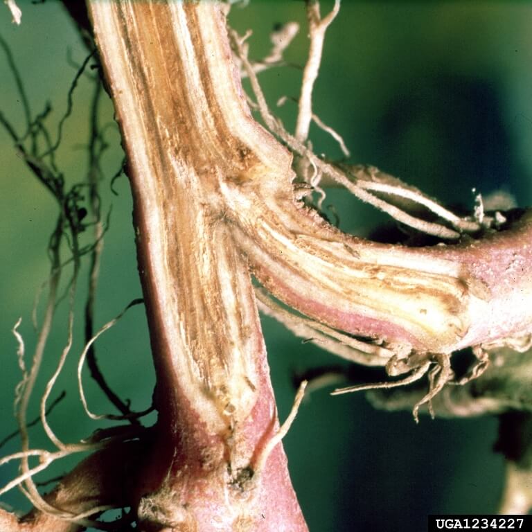 Toprak Kökenli Patojenler Nelerdir? Toprak Kökenli Patojenler Nelerdir?