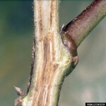 Toprak Kökenli Patojenler Nelerdir? Toprak Kökenli Patojenler Nelerdir?