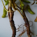 Siyah Siğil (Gövde Kanseri) Hastalığı