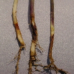 Siyah Siğil (Gövde Kanseri) Hastalığı