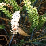 Kök Ve Kök Boğazı Çürüklüğü Hastalığı Kök Ve Kök Boğazı Çürüklüğü Hastalığı