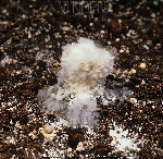 Örümcek Ağı Hastalığı Nedir? Belirtileri, Nedenleri Ve Mücadele Yönt. Örümcek Ağı Hastalığı Nedir? Belirtileri, Nedenleri Ve Mücadele Yönt.