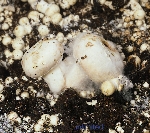 Örümcek Ağı Hastalığı Nedir? Belirtileri, Nedenleri Ve Mücadele Yönt. Örümcek Ağı Hastalığı Nedir? Belirtileri, Nedenleri Ve Mücadele Yönt.