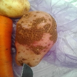 Patates Adi Uyuz Hastalığı Belirtileri Ve Mücadele Yöntemleri