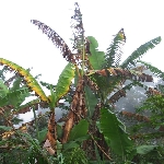 Muz Fusarium Solgunluğu Nedir? Belirtileri, Nedenleri Ve Mücadelesi