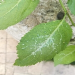 Yaprak Biti İle Arap Sabunu İle Başa Çıkın