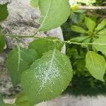 Yaprak Biti İle Arap Sabunu İle Başa Çıkın