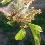 Elma Ağ Kurdu Nedir? Zararları Ve Mücadele Yöntemleri