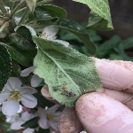 Yaprak Biti Karınca İlişkileri