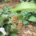 Yaprak Biti Karınca İlişkileri