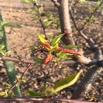 Şeftali Yaprak Kıvırcıklığı Hast. Belirtileri, Nedenleri Ve Mücadesi