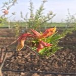 Şeftali Yaprak Kıvırcıklığı Hast. Belirtileri, Nedenleri Ve Mücadesi