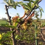 Şeftali Yaprak Kıvırcıklığı Hast. Belirtileri, Nedenleri Ve Mücadesi