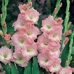 Glayöl Yetiştiriciliği Ve Bakımı Nasıl Yapılır?