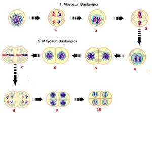 Mayoz Bölünme Nedir? Mayoz Bölünme Nedir?