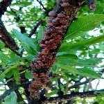 Kahverengi Koşnil Nedir? Zararları Ve Mücadele Yöntemleri