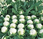 Karnabahar Yetiştiriciliği Nasıl Yapılır?