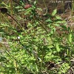 Düğmeotu (Achillea Millefolium) Nedir? Özellikleri Ve Faydaları Düğmeotu (Achillea Millefolium) Nedir? Özellikleri Ve Faydaları