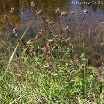 Düğmeotu (Achillea Millefolium) Nedir? Özellikleri Ve Faydaları Düğmeotu (Achillea Millefolium) Nedir? Özellikleri Ve Faydaları
