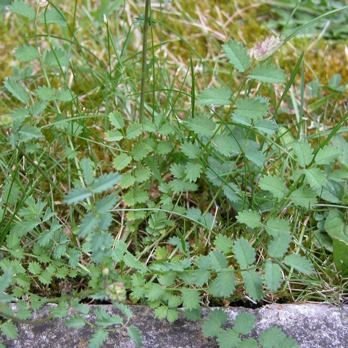 Düğmeotu (Achillea Millefolium) Nedir? Özellikleri Ve Faydaları Düğmeotu (Achillea Millefolium) Nedir? Özellikleri Ve Faydaları
