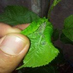 Yaprak Biti Nedir? Zararları Ve Mücadele Yöntemleri