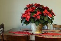 Ponsetya (Atatürk Çiçeği)