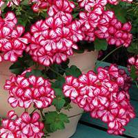 Sakız Sardunya Sakız Sardunya