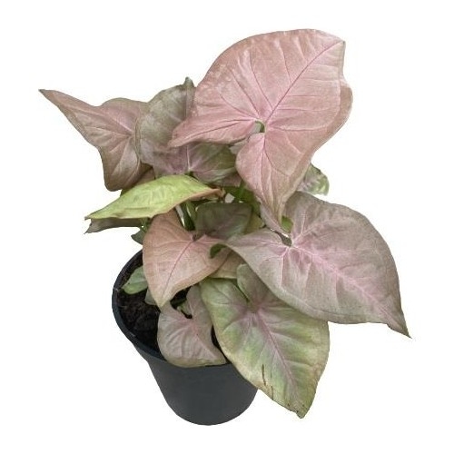 Patos Sarmaşığı (Ok Başı Sarmaşığı) Patos Sarmaşığı (Ok Başı Sarmaşığı)