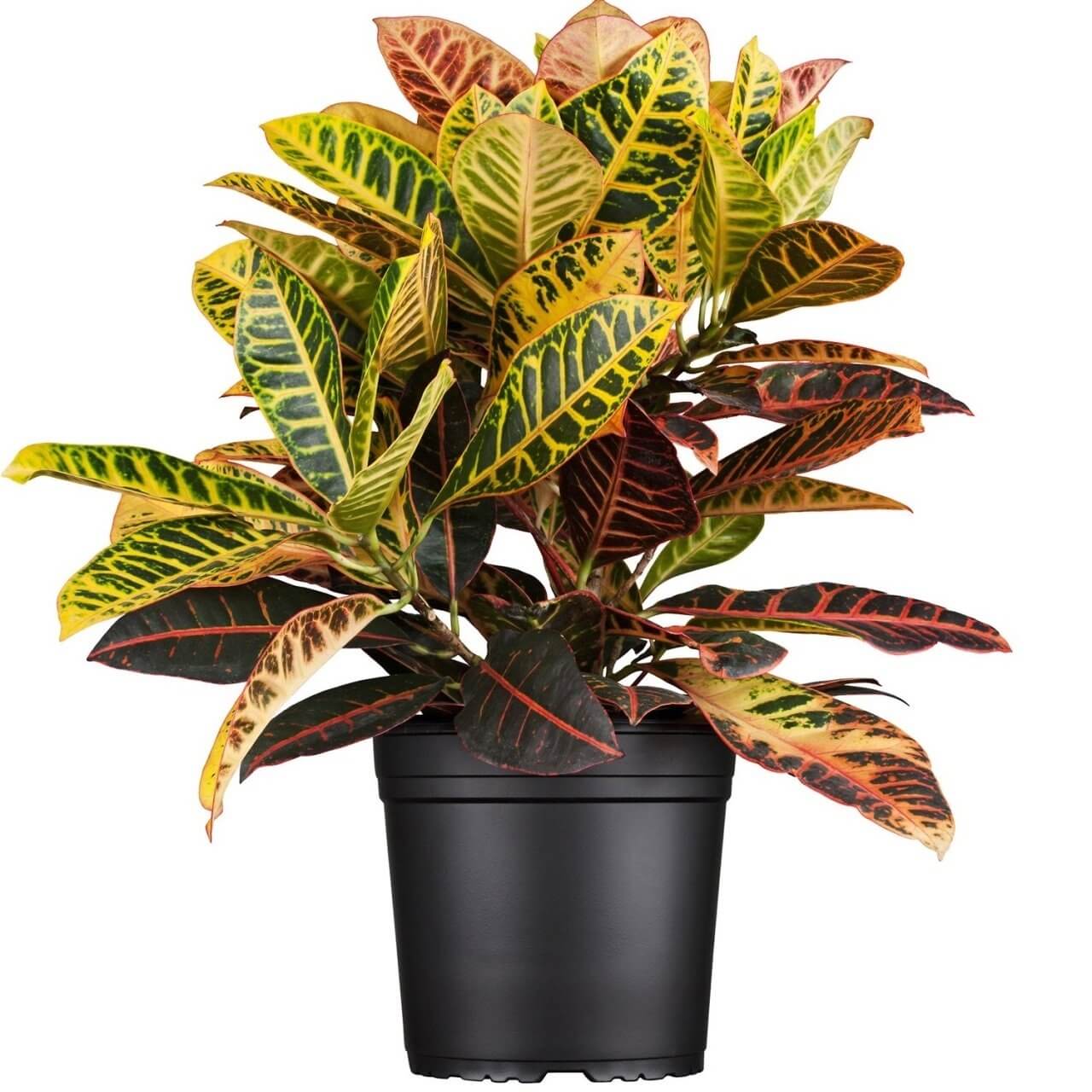 Kroton Bitkisi Kroton Bitkisi