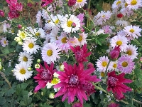 Krizantem (Kasımpatı) Çiçeği Krizantem (Kasımpatı) Çiçeği