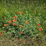 Papaver Rhoeas L. (Gelincik) Otu