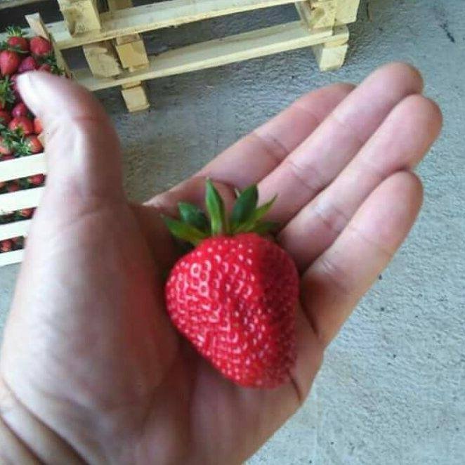 Çilek Yetiştiriciliğinde Gübreleme Programı Nasıl Olmalıdır?