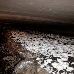 Kültür Mantarı Yetiştiriciliği Nasıl Yapılır?