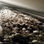 Kültür Mantarı Yetiştiriciliği Nasıl Yapılır?