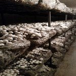 Kültür Mantarı Yetiştiriciliği Nasıl Yapılır?