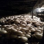 Kültür Mantarı Yetiştiriciliği Nasıl Yapılır? Kültür Mantarı Yetiştiriciliği Nasıl Yapılır?