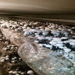 Mantarın Biyolojisi: Hücre Yapısı, Üreme Şekilleri Ve Önemi