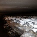 Mantarın Biyolojisi: Hücre Yapısı, Üreme Şekilleri Ve Önemi