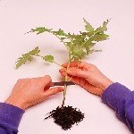 Domates Bitkisi Nasıl Aşılanır? Domates Bitkisi Nasıl Aşılanır?