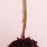 Domates Bitkisi Nasıl Aşılanır? Domates Bitkisi Nasıl Aşılanır?