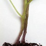 Domates Bitkisi Nasıl Aşılanır? Domates Bitkisi Nasıl Aşılanır?