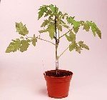 Domates Bitkisi Nasıl Aşılanır? Domates Bitkisi Nasıl Aşılanır?