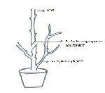 Güllerde Aşılama Teknikleri Nelerdir? – Adım Adım Rehber