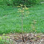 3 Dilim Kabuk Kalem Aşısı Ne Zaman Ve Nasıl Yapılır?