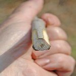 3 Dilim Kabuk Kalem Aşısı Ne Zaman Ve Nasıl Yapılır? 3 Dilim Kabuk Kalem Aşısı Ne Zaman Ve Nasıl Yapılır?