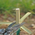 3 Dilim Kabuk Kalem Aşısı Ne Zaman Ve Nasıl Yapılır? 3 Dilim Kabuk Kalem Aşısı Ne Zaman Ve Nasıl Yapılır?